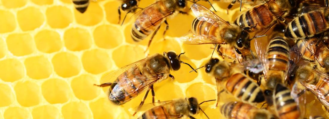 Des abeilles dans une ruche. (Image par PollyDot de Pixabay) 