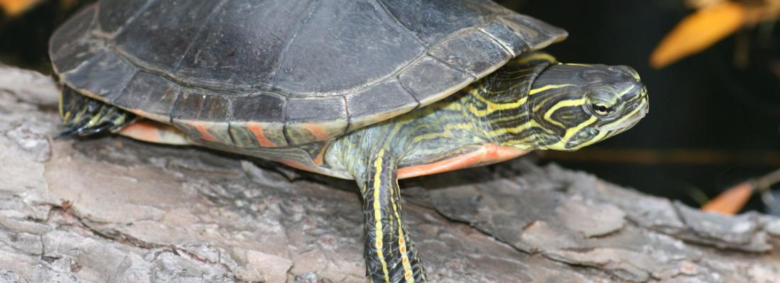 Tortue peinte de l’Ouest, population de la côte du Pacifique. Tortue peinte de l’Ouest, population de la côte du Pacifique.