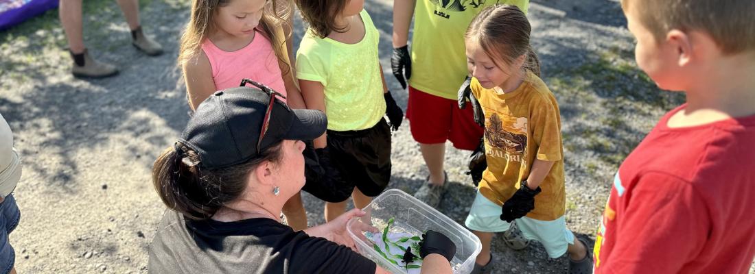 Toute la communauté a été invitée à assister à la mise en liberté des bébés tortues serpentines par le Conseil des Mohawks d’Akwesasne. (Photo via la page Facebook du Conseil des Mohawks d’Akwesasne). Toute la communauté a été invitée à assister à la mise en liberté des bébés tortues serpentines par le Conseil des Mohawks d’Akwesasne. (Photo via la page Facebook du Conseil des Mohawks d’Akwesasne).