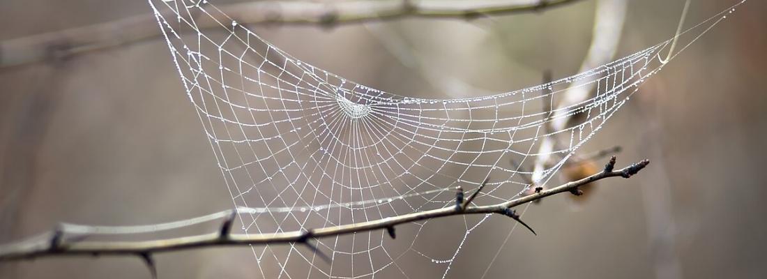 Les toiles d’araignées contiennent de l’information sur les espèces qui vivent près d’elles. (Photo : Iurie Nistor, via Wikimedia Commons.)