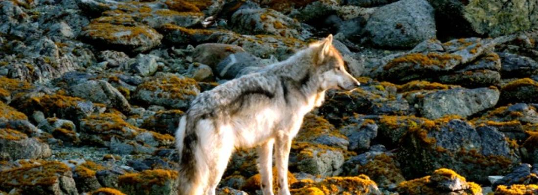 Un loup dans l’île de Vancouver. (Photo : Mathieu.S.Addison – œuvre personnelle, CC BY-SA 4.0, https://commons.wikimedia.org/w/index.php?curid=60541987)