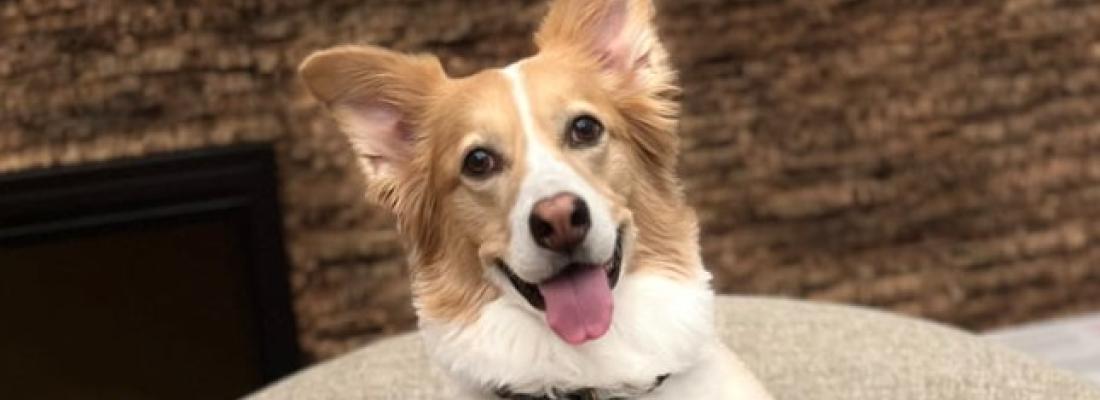 Shira, une chienne douée capable de comprendre plus de 200 mots. (Photo tirée de la page Facebook de Genius Dog Challenge.)