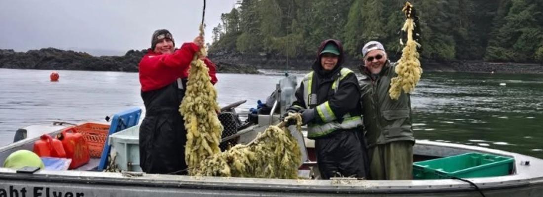 Les nations Nuu-chah-nulth utilisent des méthodes traditionnelles pour pêcher des œufs de hareng. (Photo tirée de la page Facebook de Pacific Wild.)