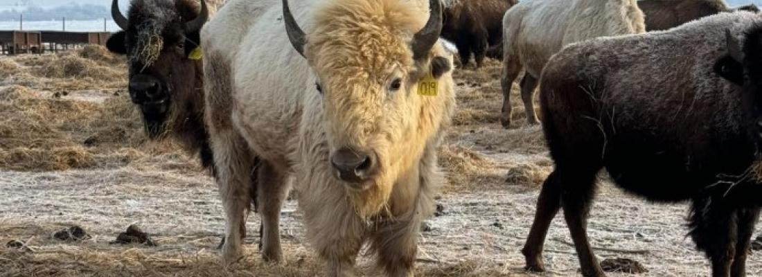 Un rare bison blanc, dans le troupeau de la nation Dakota de Sioux Valley. (Photo tirée de Facebook.)