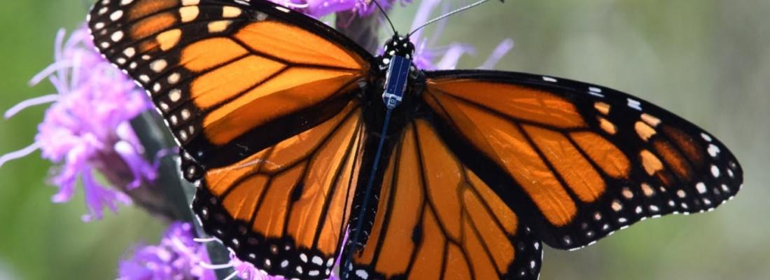 Un minuscule traceur Bluetooth fixé sur le corps d’un papillon monarque permet de suivre son itinéraire migratoire. (Photo tirée de Facebook.)