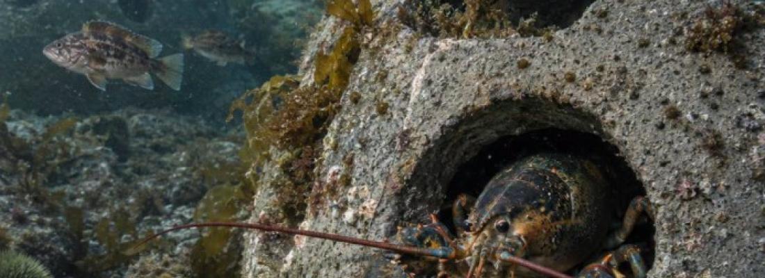 Les boules de récif posées sur les fonds marins favorisent le retour de la vie marine. (Photo publiée sur Facebook.)