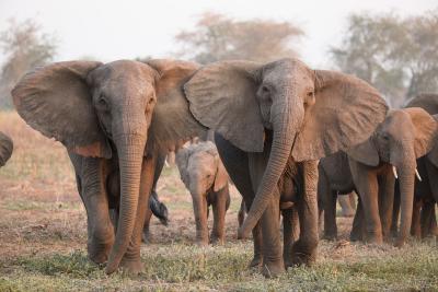 Éléphants sans défenses