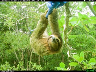 Un paresseux utilise un pont de corde au Costa Rica.