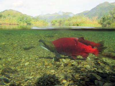 Saumon rouge dans une rivière. (Photo : Katrina Mueller/USFWS/Flickr)