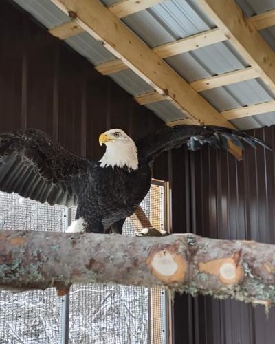 Buddy, l’aigle à tête blanche. 