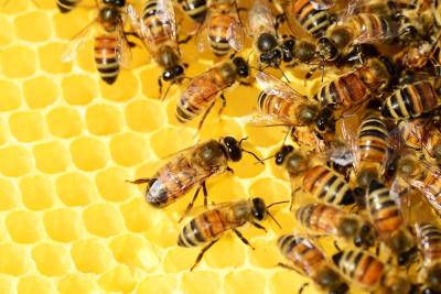 Des abeilles dans une ruche. (Image par PollyDot de Pixabay) Des abeilles dans une ruche. (Image par PollyDot de Pixabay)