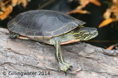 Tortue peinte de l’Ouest, population de la côte du Pacifique.