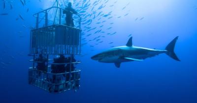 Des plongeurs en cage avec des requins. Des plongeurs en cage avec des requins.