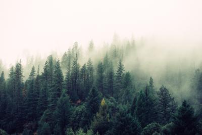 Le Canada possède près d’un dixième des forêts de la planète, soit environ 362 millions d’hectares. Le Canada possède près d’un dixième des forêts de la planète, soit environ 362 millions d’hectares.