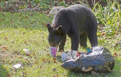 Un ours noir trouve de la nourriture dans un sac à ordures ménagères. (Photo via la page Facebook de Bear Smart.)
