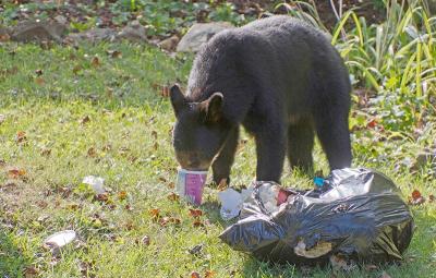 Un ours noir trouve de la nourriture dans un sac à ordures ménagères. (Photo via la page Facebook de Bear Smart.) Un ours noir trouve de la nourriture dans un sac à ordures ménagères. (Photo via la page Facebook de Bear Smart.)