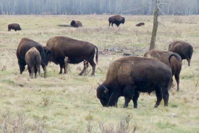 Des bisons broutent dans une prairie de l’Ouest canadien. (Photo : Natulive Canada via Wikimedia Commons.)