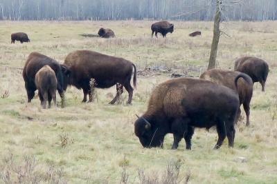 Des bisons broutent dans une prairie de l’Ouest canadien. (Photo : Natulive Canada via Wikimedia Commons.) Des bisons broutent dans une prairie de l’Ouest canadien. (Photo : Natulive Canada via Wikimedia Commons.)