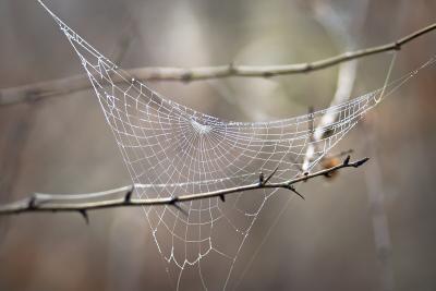 Les toiles d’araignées contiennent de l’information sur les espèces qui vivent près d’elles. (Photo : Iurie Nistor, via Wikimedia Commons.) Les toiles d’araignées contiennent de l’information sur les espèces qui vivent près d’elles. (Photo : Iurie Nistor, via Wikimedia Commons.)