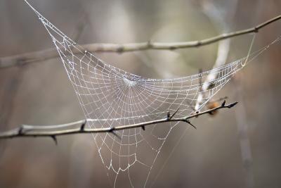 Les toiles d’araignées contiennent de l’information sur les espèces qui vivent près d’elles. (Photo : Iurie Nistor, via Wikimedia Commons.)