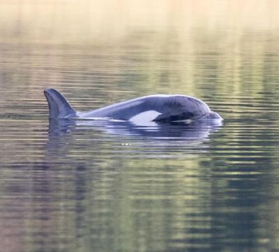 Un bébé orque a été coincé dans un lagon près de l'île de Vancouver. (Photo : Nicolette Audy via X.) Un bébé orque a été coincé dans un lagon près de l'île de Vancouver. (Photo : Nicolette Audy via X.)