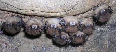 Chauves-souris infectées par le syndrome du museau blanc. (Photo via le compte X d’Alberta Parks.) Chauves-souris infectées par le syndrome du museau blanc. (Photo via le compte X d’Alberta Parks.)