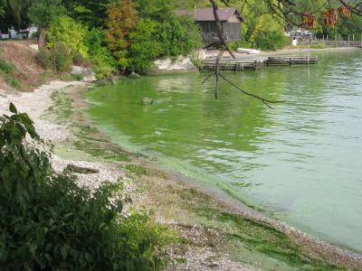 Des algues dans le lac Érié. (Photo : NOAA Great Lakes Environmental Research Laboratory, domaine public, via Wikimedia Commons.)