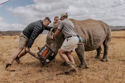 Des scientifiques se préparent à insérer des pastilles radioactives dans la corne d’un rhinocéros. (Photo tirée de la page Facebook du Rhisotope Project.)