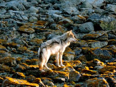 Un loup dans l’île de Vancouver. (Photo : Mathieu.S.Addison – œuvre personnelle, CC BY-SA 4.0, https://commons.wikimedia.org/w/index.php?curid=60541987)