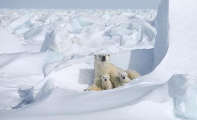 Une mère ourse polaire et deux oursons. (Photo tirée de la page Facebook de Polar Bears International.)