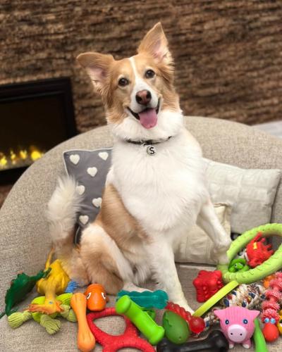 Shira, une chienne douée capable de comprendre plus de 200 mots. (Photo tirée de la page Facebook de Genius Dog Challenge.)