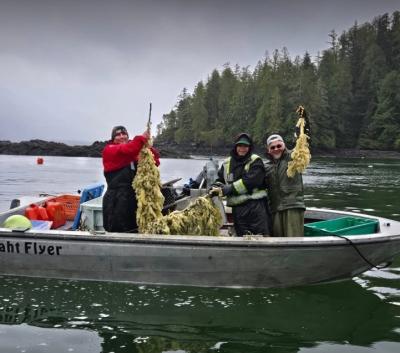Les nations Nuu-chah-nulth utilisent des méthodes traditionnelles pour pêcher des œufs de hareng. (Photo tirée de la page Facebook de Pacific Wild.)