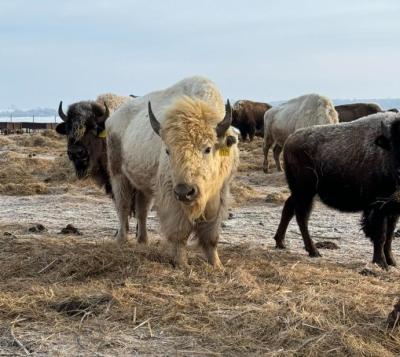 Un rare bison blanc, dans le troupeau de la nation Dakota de Sioux Valley. (Photo tirée de Facebook.)