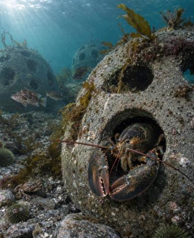 Les boules de récif posées sur les fonds marins favorisent le retour de la vie marine. (Photo publiée sur Facebook.)
