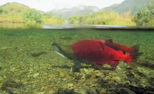 Saumon rouge dans une rivière. (Photo : Katrina Mueller/USFWS/Flickr)