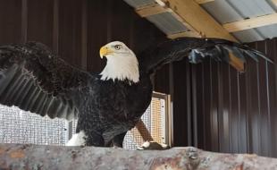 Buddy, l’aigle à tête blanche. 