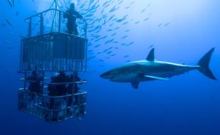 Des plongeurs en cage avec des requins. 