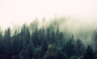 Le Canada possède près d’un dixième des forêts de la planète, soit environ 362 millions d’hectares.