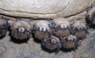 Chauves-souris infectées par le syndrome du museau blanc. (Photo via le compte X d’Alberta Parks.)