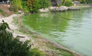 Des algues dans le lac Érié. (Photo : NOAA Great Lakes Environmental Research Laboratory, domaine public, via Wikimedia Commons.)