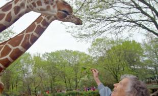 Anne Innis Dagg, scientifique canadienne célèbre pour ses travaux sur les girafes. (Photo tirée de la page Instagram de la Anne Innis Dagg Foundation.)