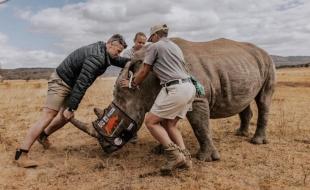 Des scientifiques se préparent à insérer des pastilles radioactives dans la corne d’un rhinocéros. (Photo tirée de la page Facebook du Rhisotope Project.)