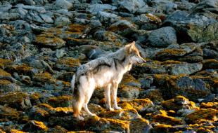 Un loup dans l’île de Vancouver. (Photo : Mathieu.S.Addison – œuvre personnelle, CC BY-SA 4.0, https://commons.wikimedia.org/w/index.php?curid=60541987)