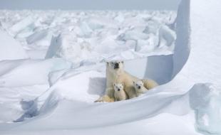 Une mère ourse polaire et deux oursons. (Photo tirée de la page Facebook de Polar Bears International.)