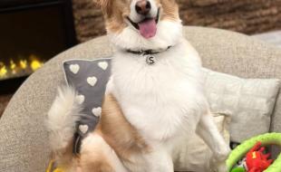 Shira, une chienne douée capable de comprendre plus de 200 mots. (Photo tirée de la page Facebook de Genius Dog Challenge.)