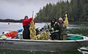 Les nations Nuu-chah-nulth utilisent des méthodes traditionnelles pour pêcher des œufs de hareng. (Photo tirée de la page Facebook de Pacific Wild.)