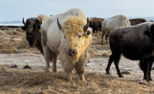 Un rare bison blanc, dans le troupeau de la nation Dakota de Sioux Valley. (Photo tirée de Facebook.)