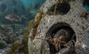 Les boules de récif posées sur les fonds marins favorisent le retour de la vie marine. (Photo publiée sur Facebook.)